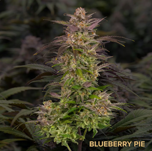 COMMCAN, INC. - Blueberry Pie Flower - 3.5g - CMC
