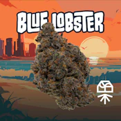 Grassroots | Blue Lobster | 14g | Flower