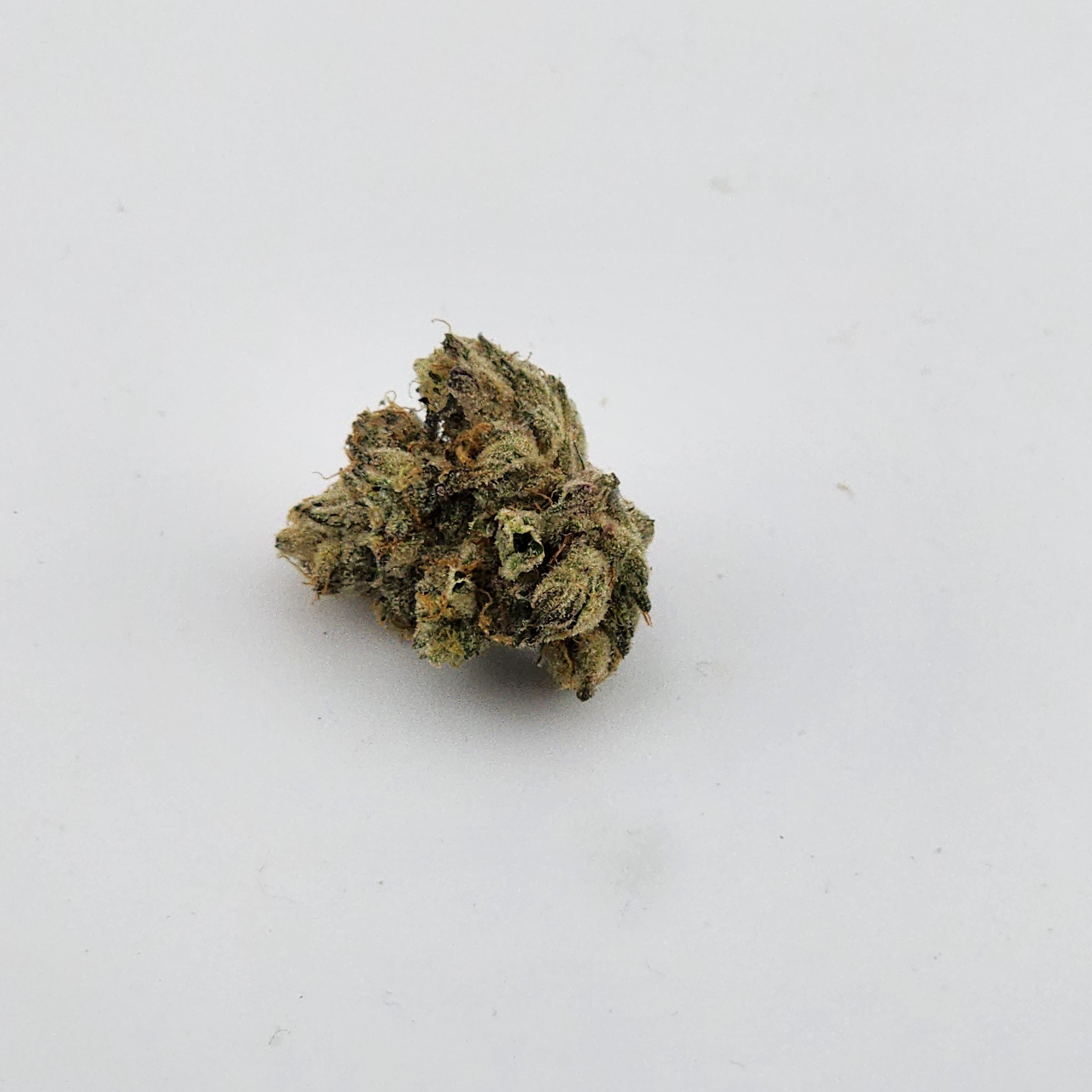 Focus North | Flower [I] | Bomb Sauce (1213)