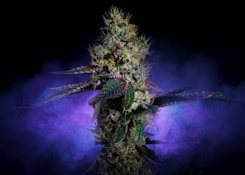 Brownie Scout | Flower | 3.5g | Rythm