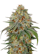 [REC] Victory Natural Farms | Bubba Kush | 3.5g Flower