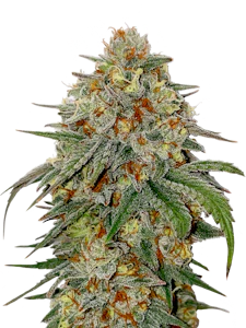 Victory Farms - [REC] Victory Natural Farms | Bubba Kush | 3.5g Flower