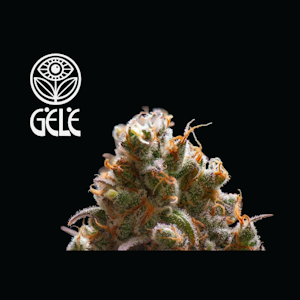 Gele - Brokedown Palace | Premium Flower