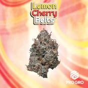 Lemon Cherry Beltz | Pro Gro | Deli Flower