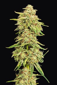 Green Zone - GZM | Bumper OG PR