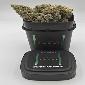 HOUSE OF SACCI - Sacci | Burnt Orange | Ounce | Hybrid