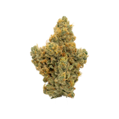 CAMP - BUTTERSCOTCH SUNSHINE 3.5 GRAMS