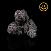 Pacific Grove | White Truffle | indoor flower