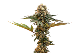 VERTICAL - CHEDDAR CHEESE 3.5 GRAMS