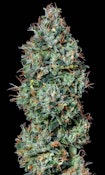 Chemdawg aka Chemdog Bulk Deli Flower
