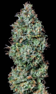 ALTERNATIVE SOLUTIONS - Chemdawg aka Chemdog Bulk Deli Flower