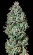 ChemDog aka ChemDawg Preroll 3 Pack SUPREME