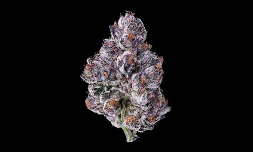 MAVEN GENETICS - [MAVEN] FLOWER - 1G -  Chrome Dome (S)