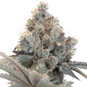 FARMER G - CHAMPAGNE PATTIES 3.5 GRAMS