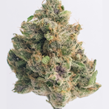 Northern Star - Candied Tangerine Indoor Flower 3.5g