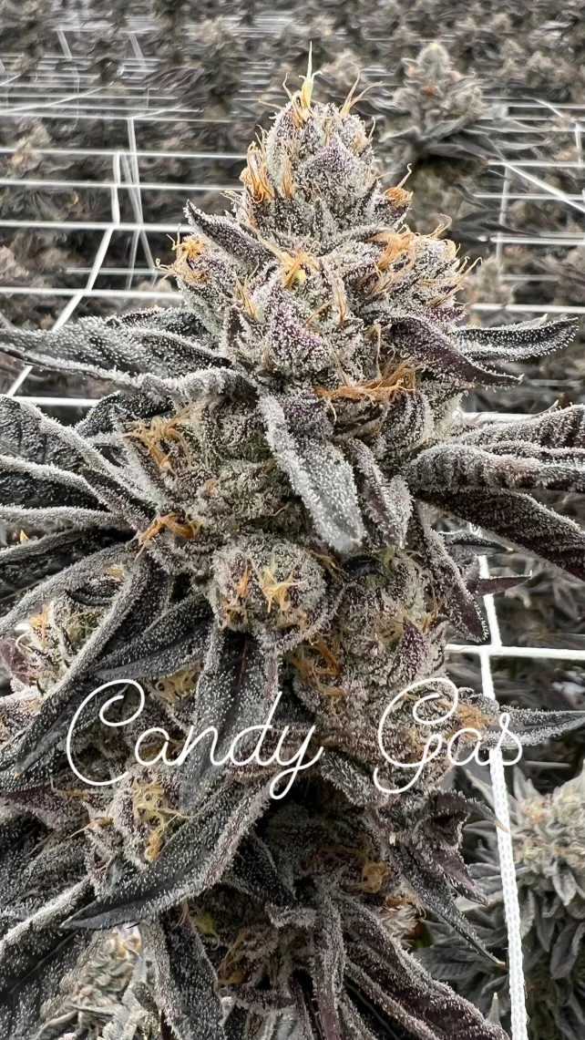 CA420 - CA420 - Candy Gas - 3.5g FLower Main Image