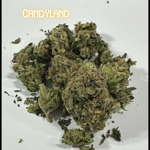 Velma's Buds & Nursery - Velma's Buds | Candyland | 1 Gram Flower