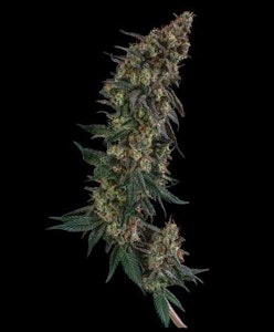 COMMCAN, INC. - GMO Flower - 3.5g - CMC