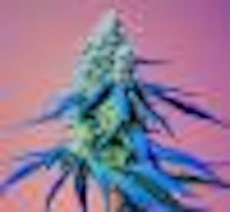 Suncrafted - Lemon Cherry Gelato Buds - HHG