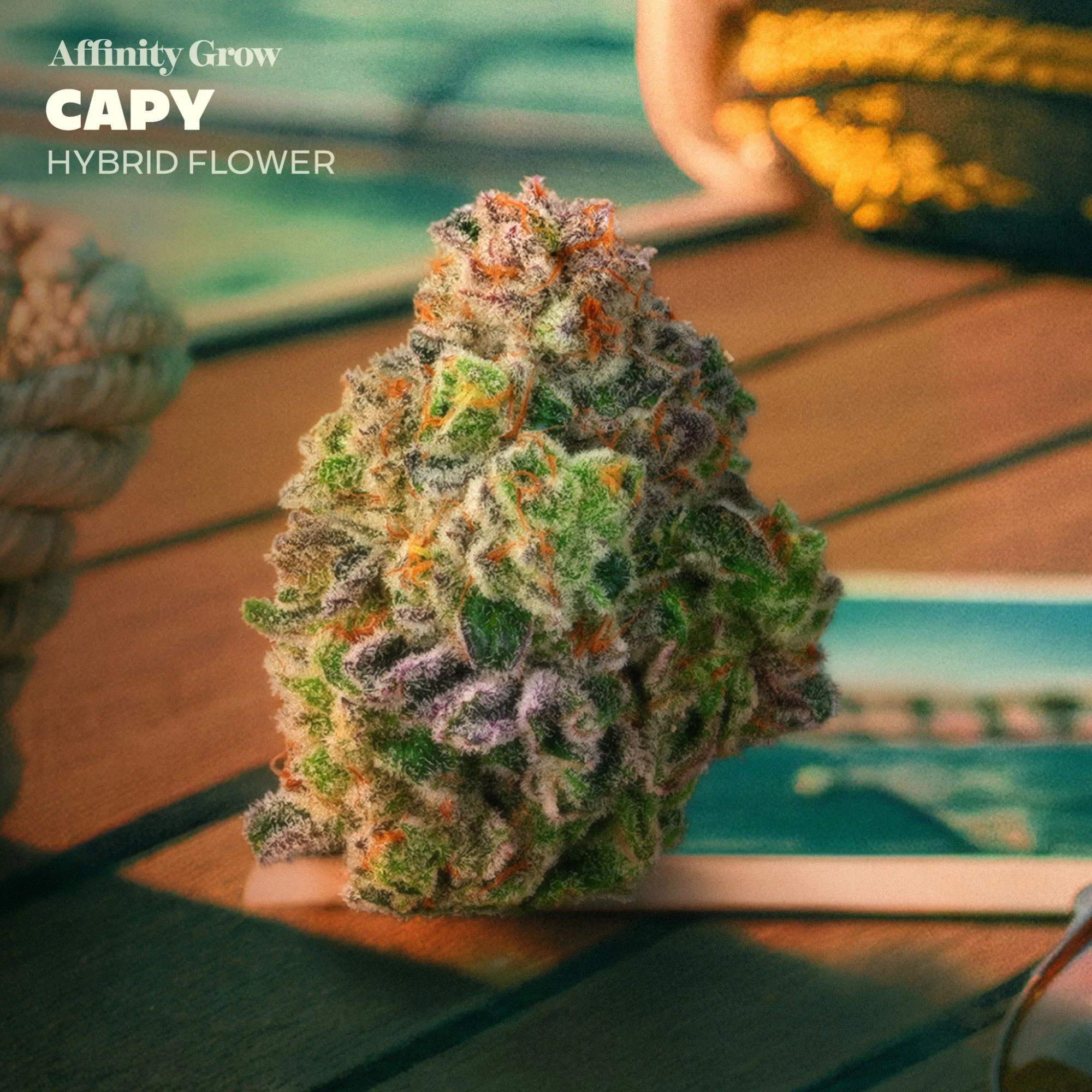AFFINITY - Capy Flower T30.97% H 01061 Main Image