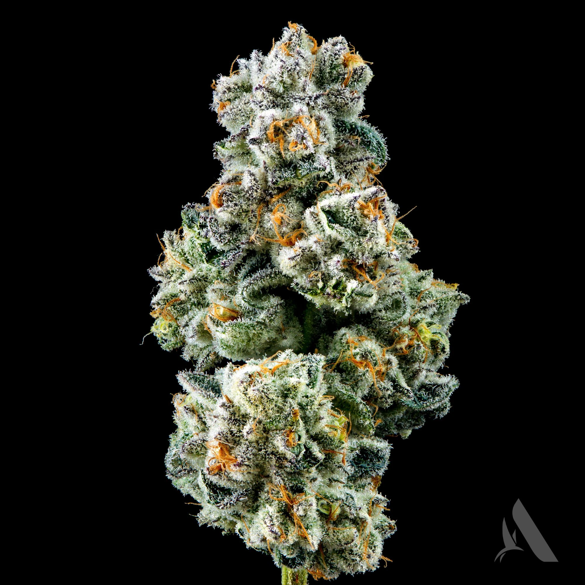AFFINITY - Capy Flower T28.85% H 00471 Main Image
