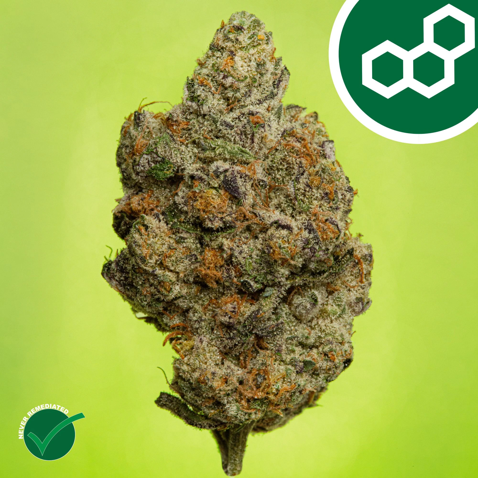 Theraplant - Carbon FBR 42085 Main Image