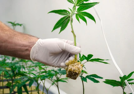 U4EA Farms - Cherry Whip Clone - U4EA Farms