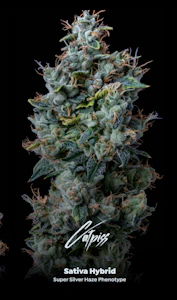 ALTERNATIVE SOLUTIONS - Catpiss PreRoll 3 Pack SUPREME 2.1G Total