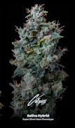 Catpiss Bulk Deli Flower By Alt Sol