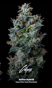 ALTERNATIVE SOLUTIONS - Catpiss Bulk Deli Flower By Alt Sol