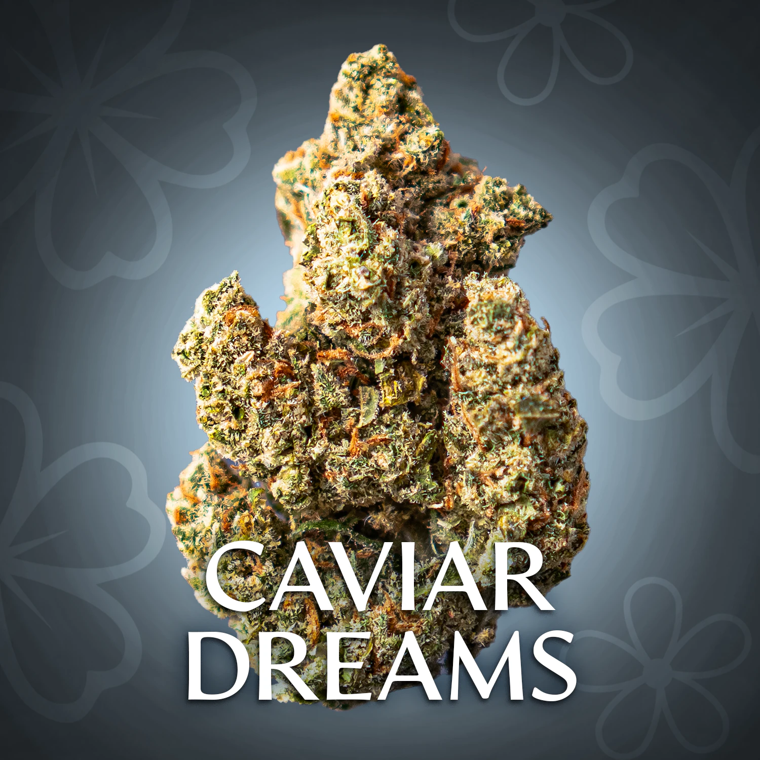 BLOSSOMZ - Caviar Dreams - 3.5G Jar By Blossomz Main Image