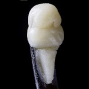 Mountain Man Melts - Live Rosin - Champaya - Concentrates - 1.0g