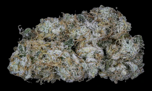 CHRONICSEUR FARMS - Cheesecake: Bulk flower