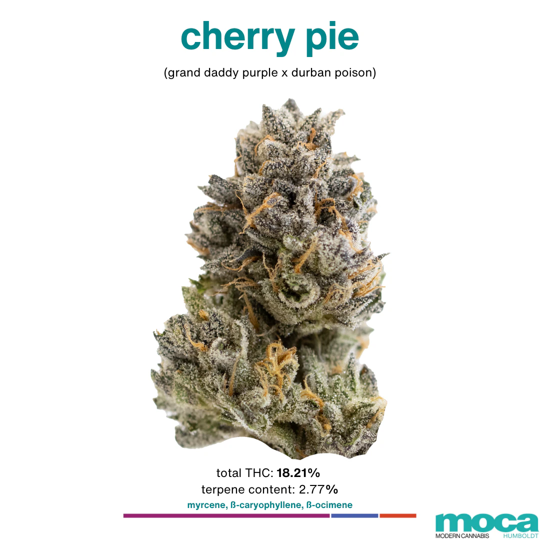 MOCA Flowers - MOCA Flowers - 1/8th Jar - Cherry Pie Main Image