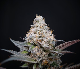 Cherrylicious - Buds (Hybrid)