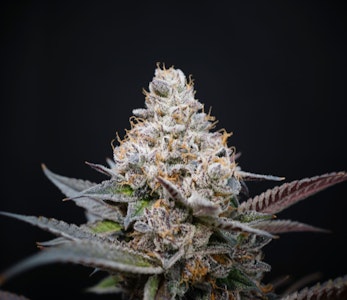 Strange Rootz - Pomelo Punch - Buds