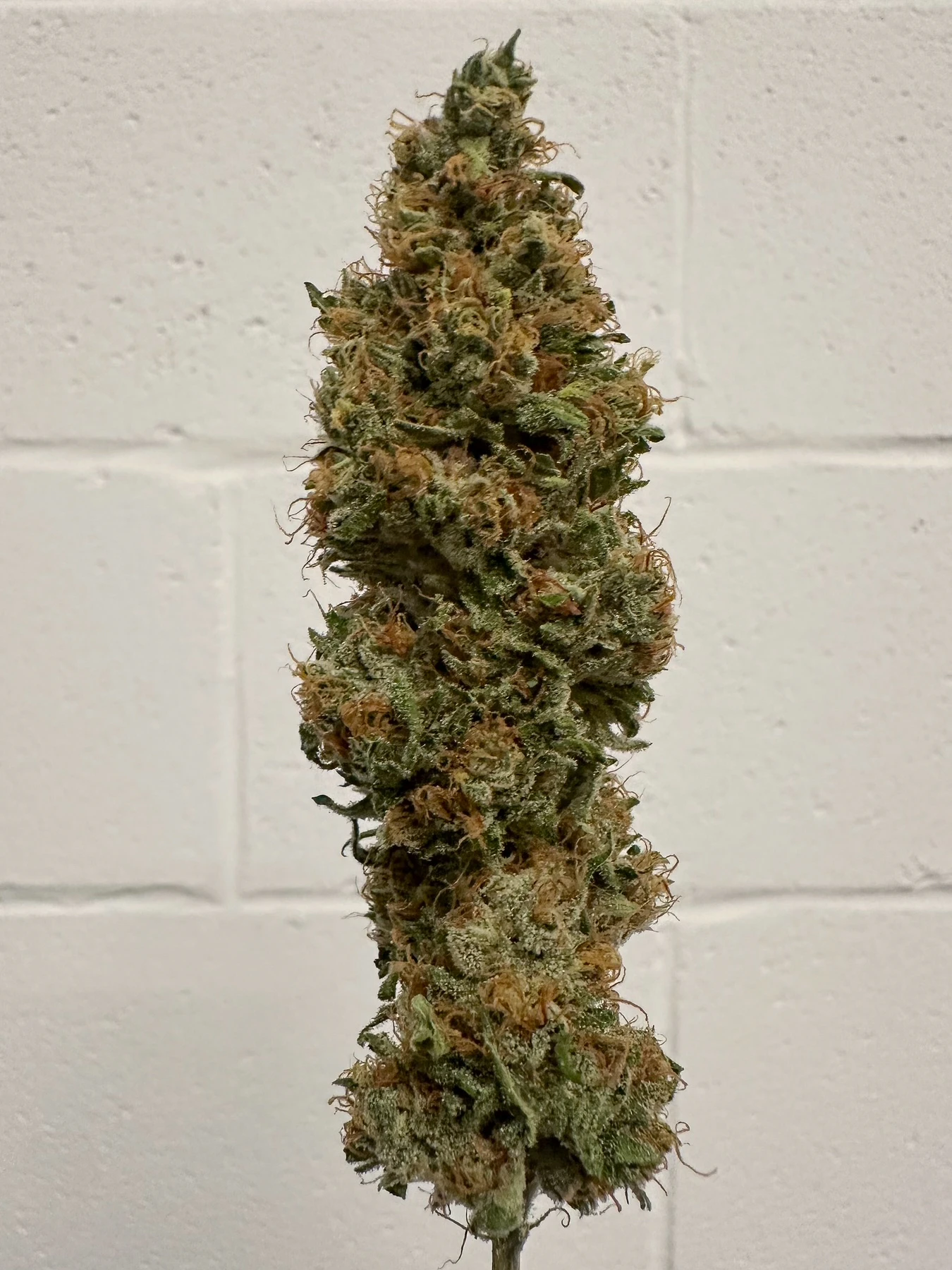 Choof By Alt Sol - Chocobow 3.5g by Choof Main Image