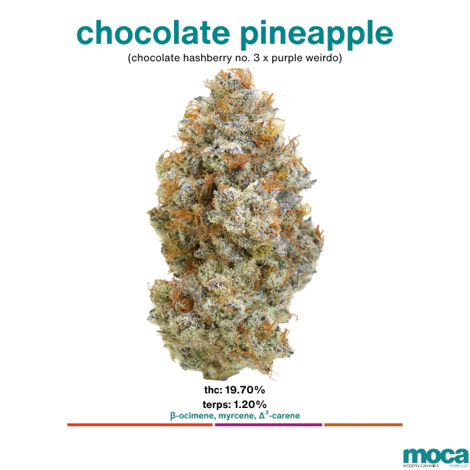 MOCA Flowers - MOCA Flowers - 1/8th Mylar Bag - Chocolate Pineapple Main Image