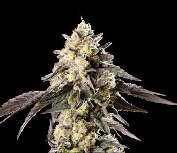 Clone Guy - Clone Guy - Applescotti Clone