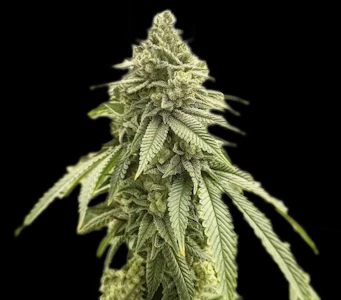 Clone Guy - Clone Guy - Original Glue Clone