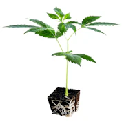 Conception Nurseries - TrueClonesX - Pinyatti