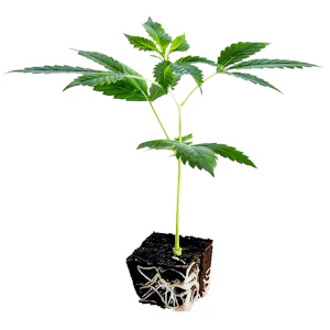 Conception Nurseries - Conception Nurseries - Clones - Headband