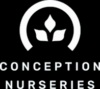 Conception Clones - Pinyatti