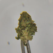 Collie Fields | Flower [I] | Couch Kushin (1112)