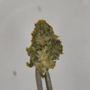 Collie Fields - Collie Fields | Flower [I] | Couch Kushin (1112)