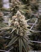 1 OZ Crazy Glue
