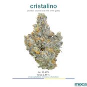 MOCA Flowers - 1G Smalls - Cristalino