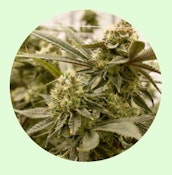 Renewal Gardens | Critical Cream Cookies | 3.5g [I]