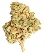 ShishkaBerry | Hybrid