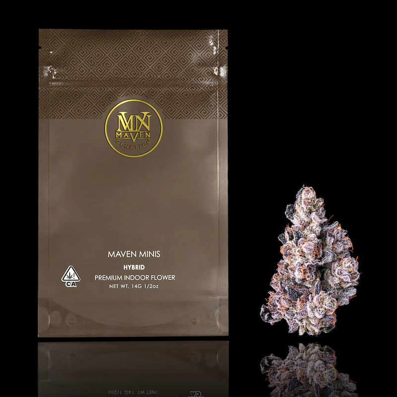 Maven Genetics - Dirty Laundry (Minis) - 14g (H) - Maven Main Image